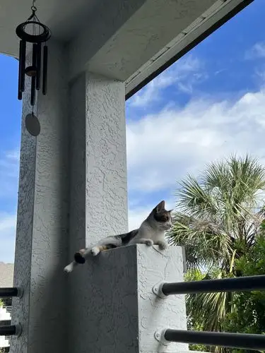 Sun-drenched cat enjoying the perfect day from its balcony perch.